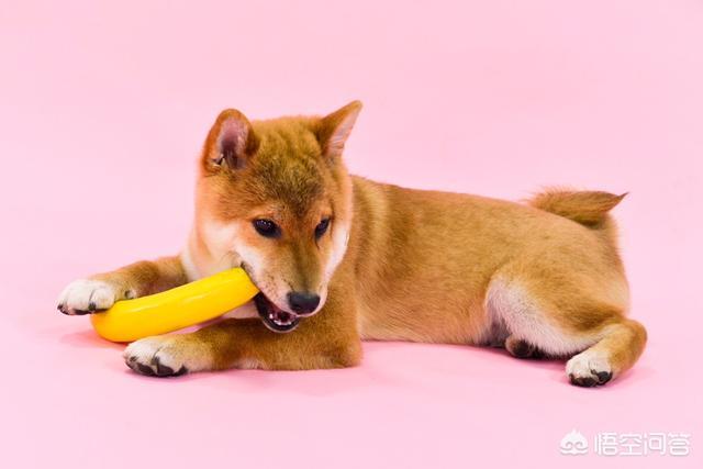 三个月大柴犬吃什么狗粮