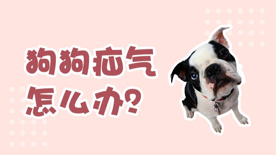 狗狗疝气怎么得的