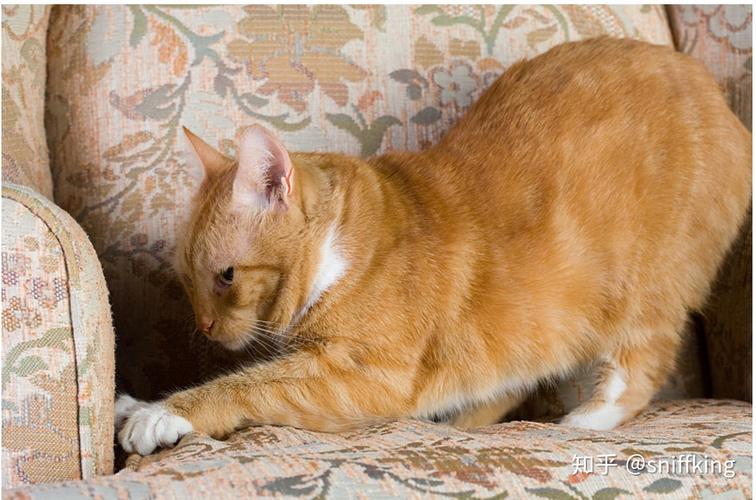 猫咪为什么喜欢磨爪子