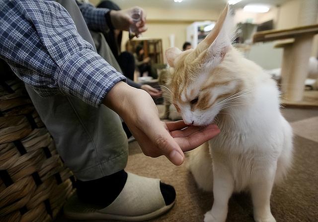 猫咪为什么会抓人