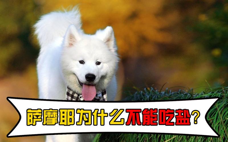 小狗为什么不让吃盐