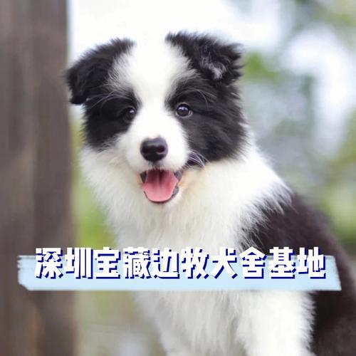 边牧幼犬怎么看纯不纯
