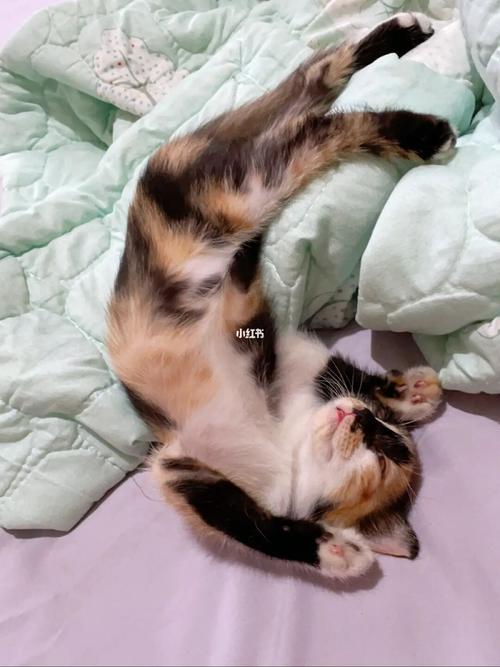 猫咪乱拉是为什么