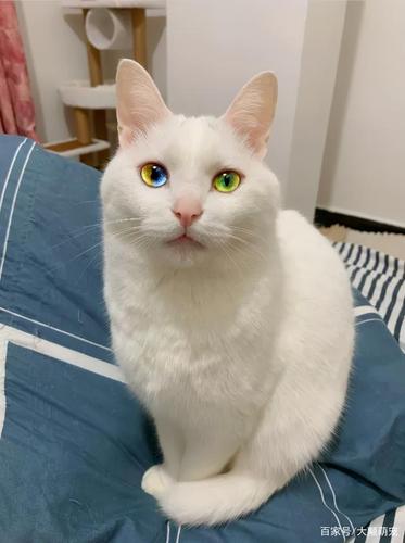 猫为什么一只眼睛闭着