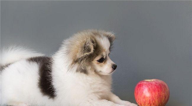 狗狗术后不能吃什么水果好