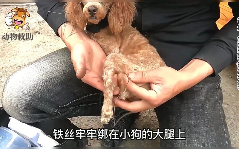 小狗腿瘸了怎么给固定