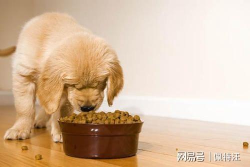 狗不爱吃狗粮怎么办