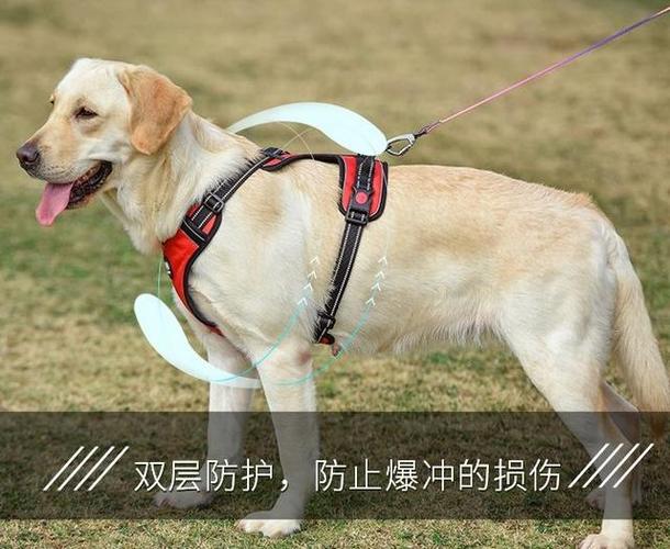 狗狗的狗链怎么套