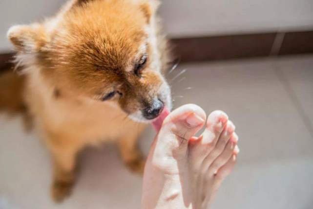 小狗舔手代表什么意思
