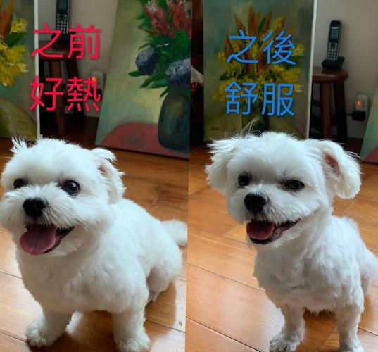 狗狗的毛为什么变浅