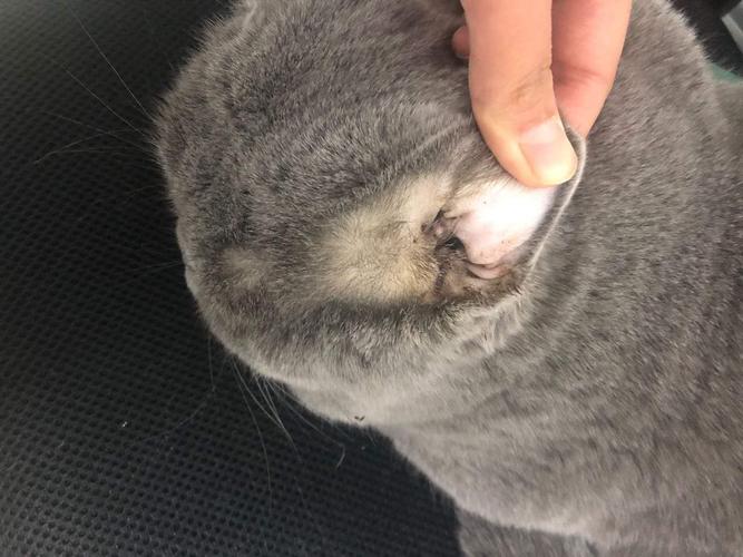 猫咪贫血黄疸是什么病