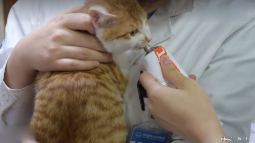 猫咪打针后什么时候洗澡