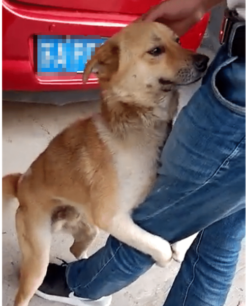 狗狗抱着腿什么意思