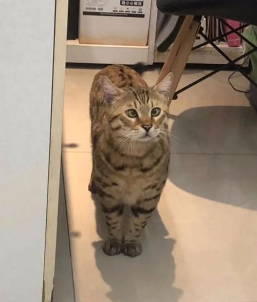 猫咪怎么打都不怕