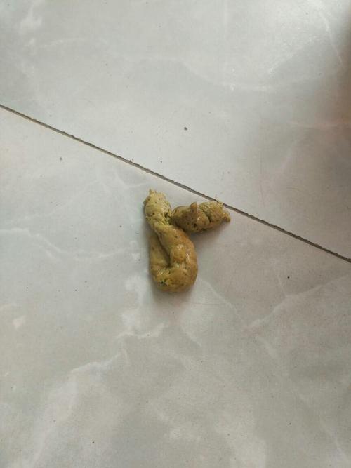 金毛大便什么样正常吗