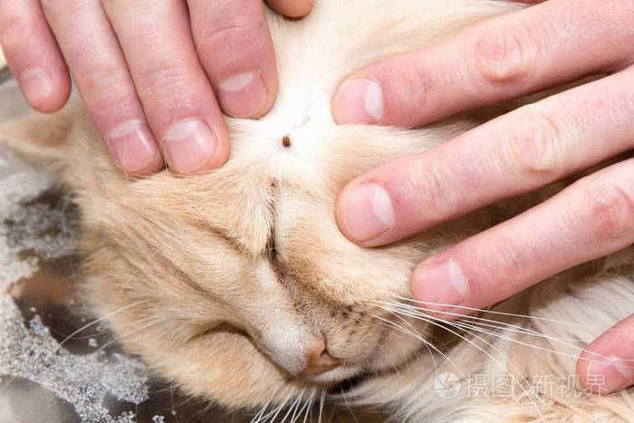 猫咪身上会有什么虫