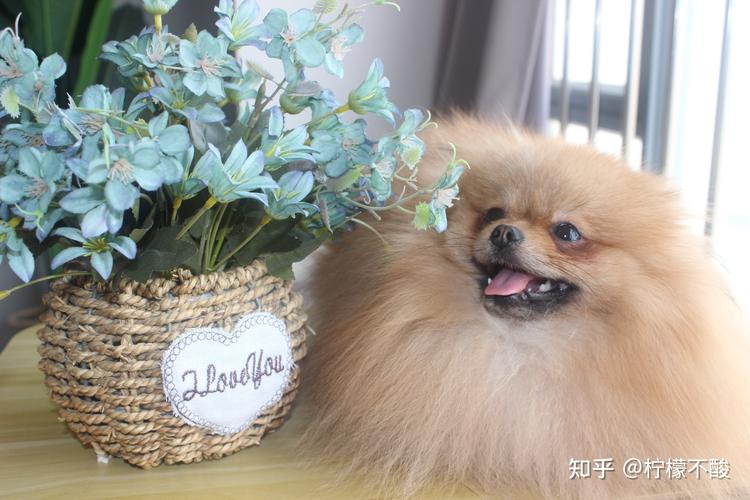 博美毛毛打结怎么办
