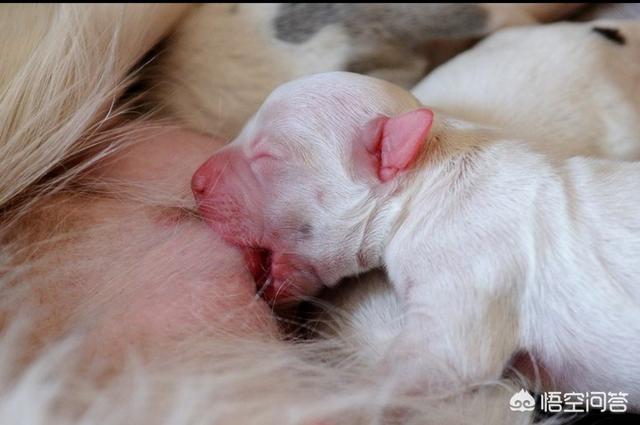 狗狗什么时候有奶水