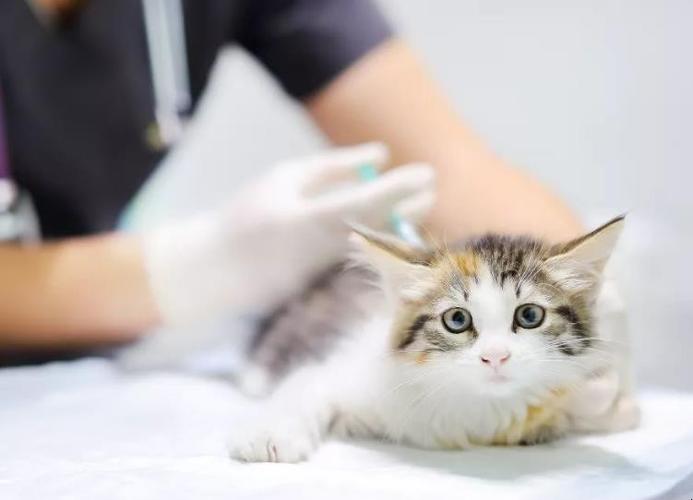猫每年需要打什么疫苗