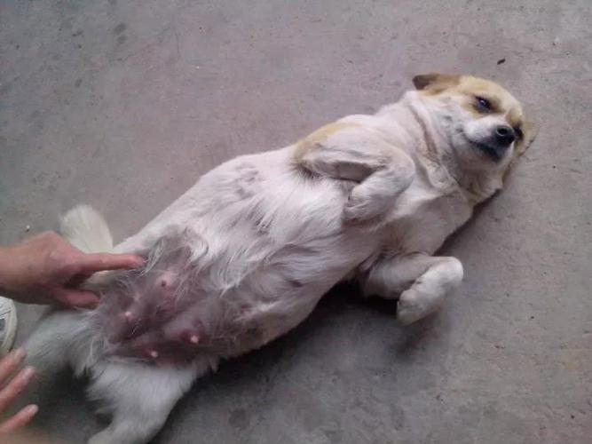 怎么判断狗狗进入母狗