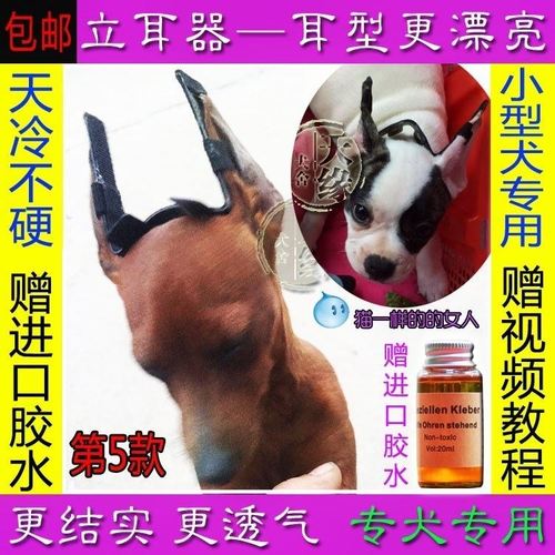 狗狗立耳器什么时候用