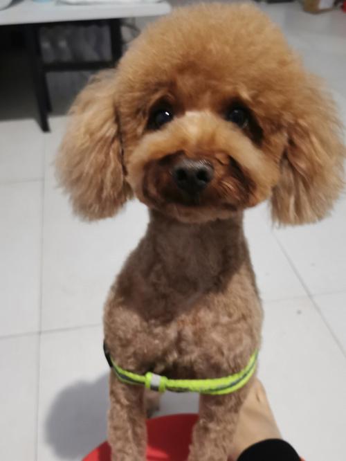 泰迪幼犬什么时候理发