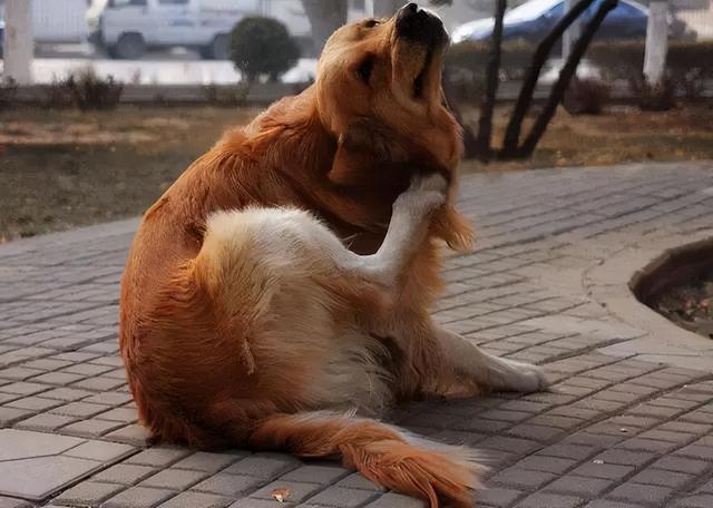 狗狗为什么要抓挠