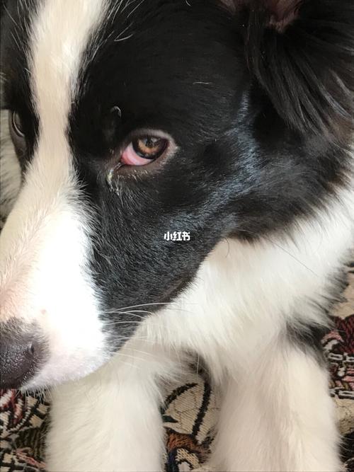 狗狗眼角发红上火吃什么药