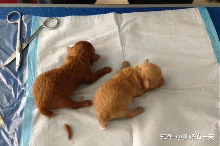 怎么判断狗狗是否断尾