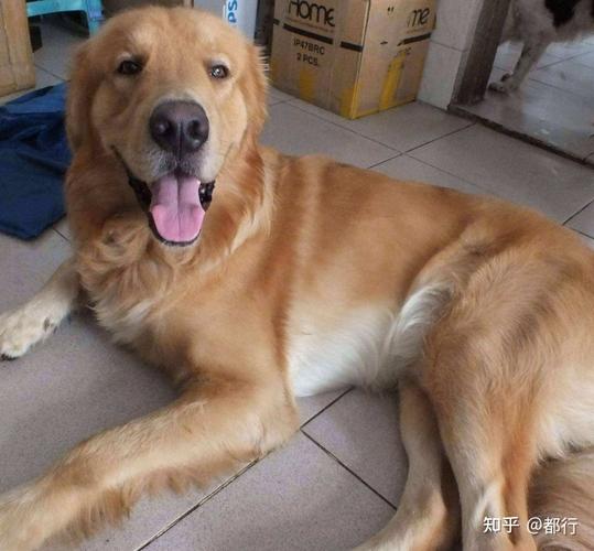 金毛生产喘气怎么回事