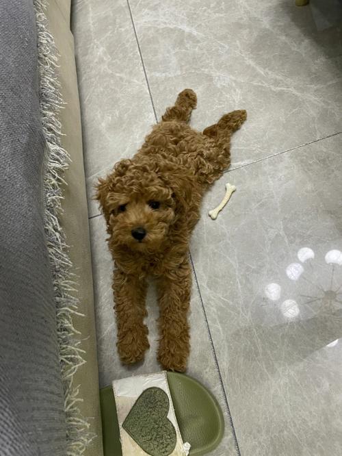小狗宝宝拉稀怎么回事