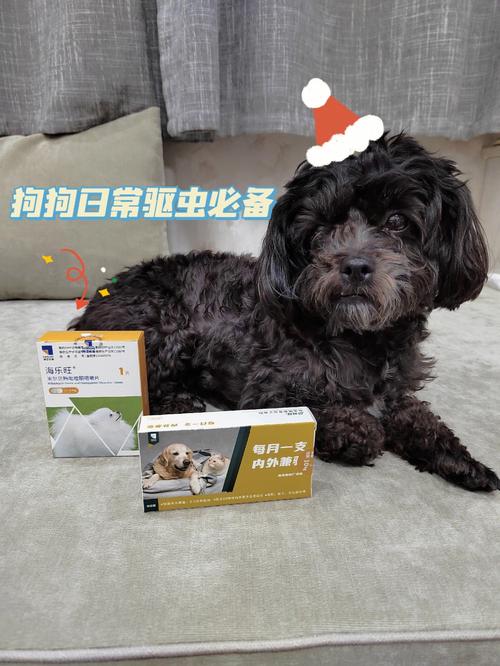 狗狗驱虫期吃什么食物