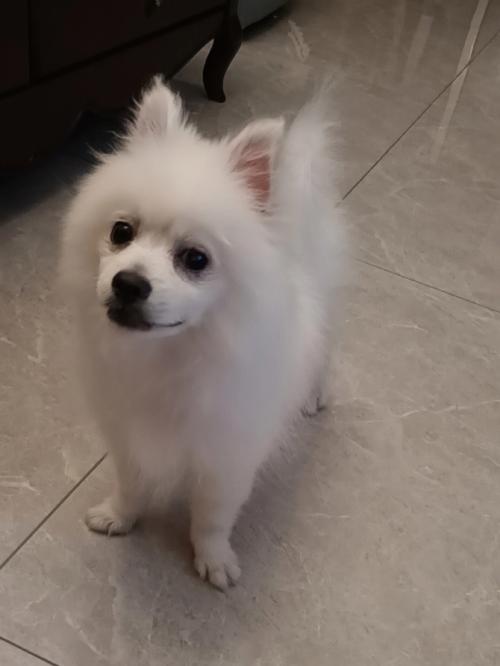 博美耳朵什么时候立