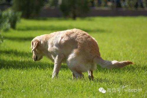 幼犬大便困难怎么办