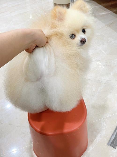 博美怎么修毛好看