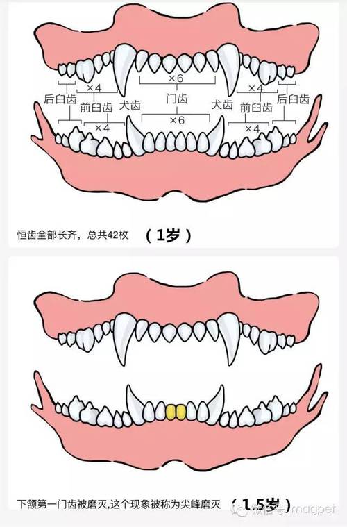 怎么看狗狗的年纪