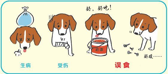 如何避免宠物意外