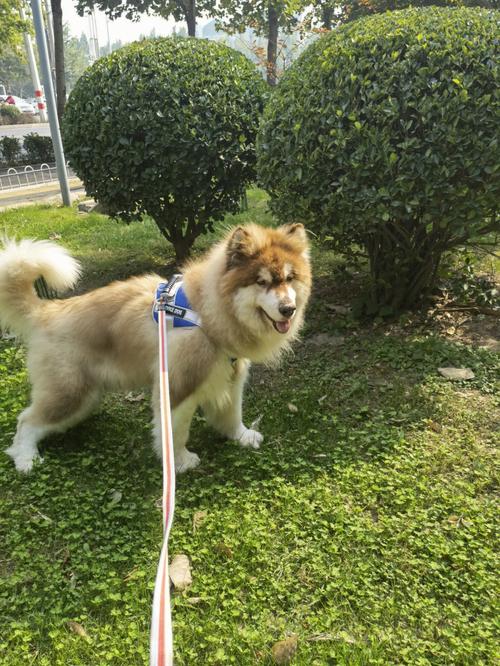 阿拉斯加狗不吃狗粮怎么办