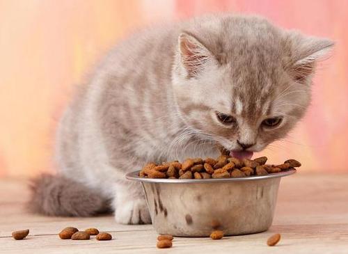 猫咪喜欢吃什么饭