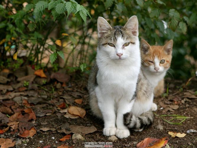 猫咪白天叫什么意思