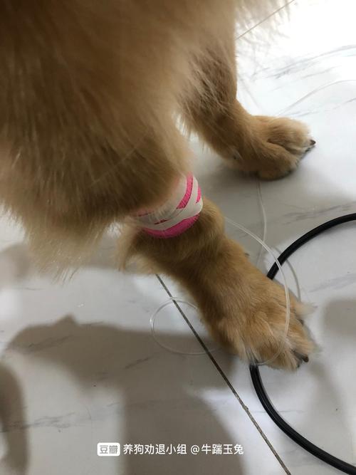 金毛长肉吃什么药