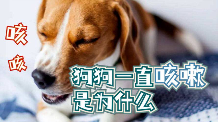小狗晚上偶尔咳嗽怎么回事
