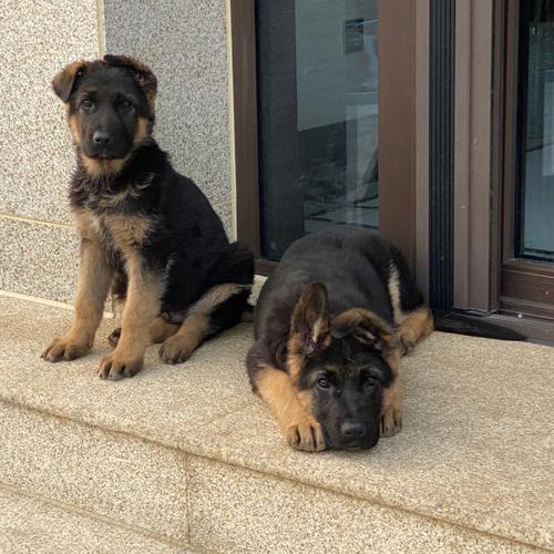 怎么看是不是德牧幼犬