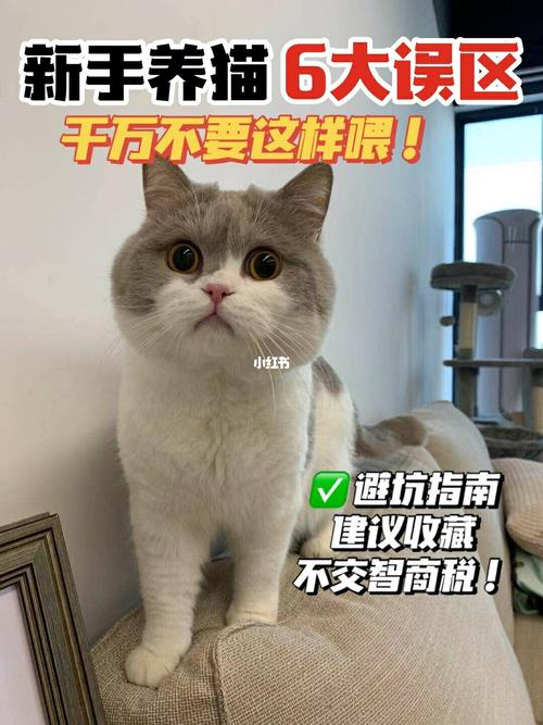 刚买的宠物猫怎么喂养