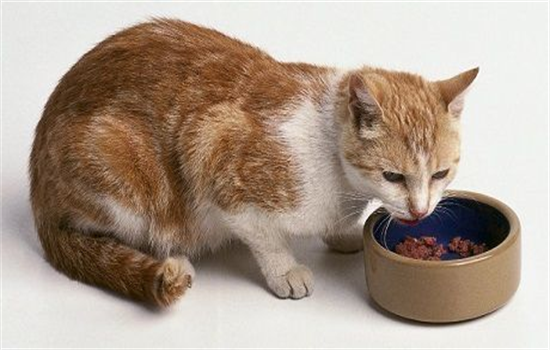 猫咪在吃什么东西怎么回事