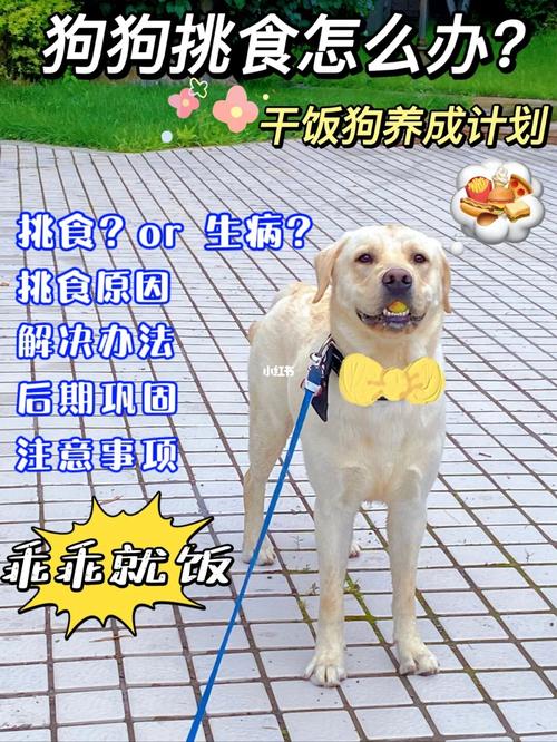 怎么预防狗狗挑食