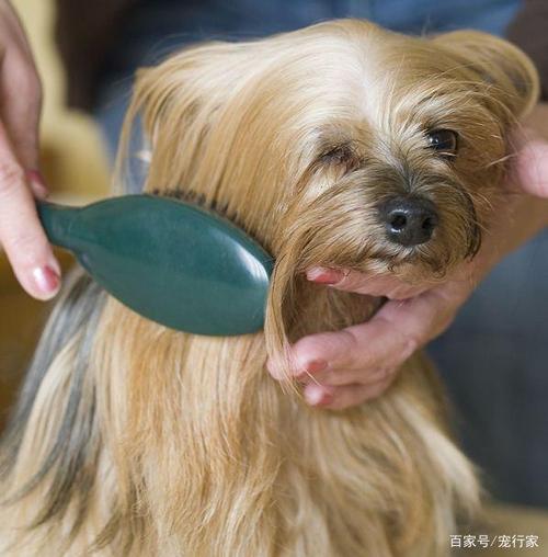 怎么把狗狗梳毛