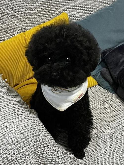 比熊长黑色的斑怎么办