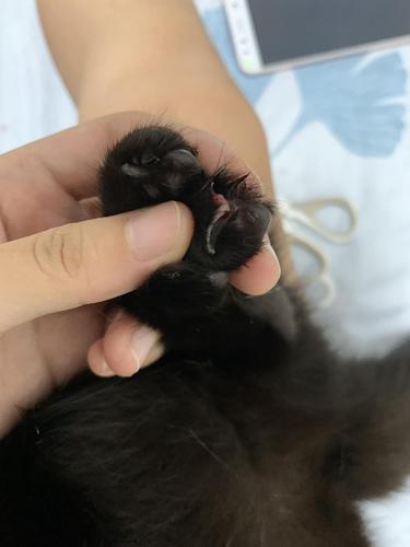 宠物断甲什么意思
