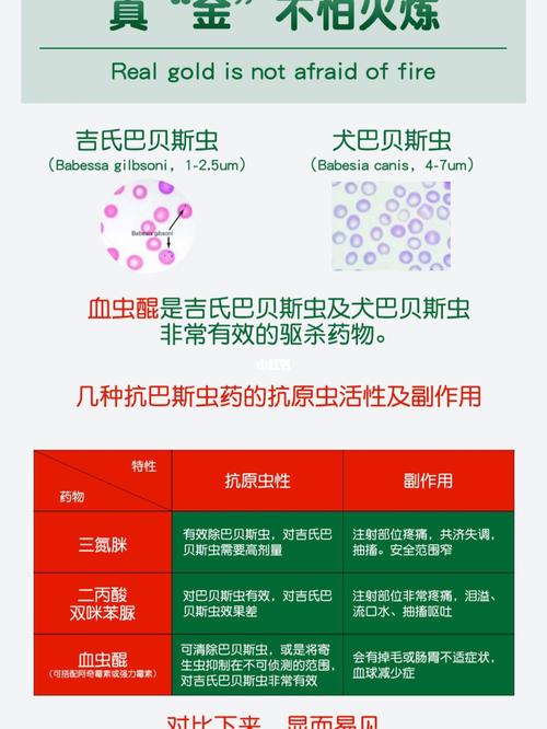 狗狗焦虫病吃什么最好